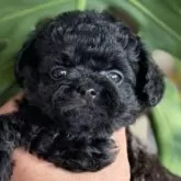 チワプー(トイプードル×チワワ)【静岡県・女の子・2025年10月13日・ブラック】の写真2