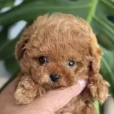 ティーカッププードル【静岡県・男の子・2025年10月5日・レッド】の写真2