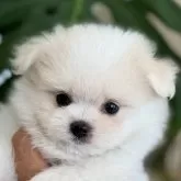 ポメマル(マルチーズ×ポメラニアン)【静岡県・女の子・2025年7月13日・クリーム&ホワイト】の写真2