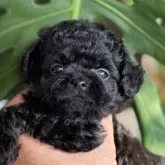 チワプー(トイプードル×チワワ)【静岡県・女の子・2025年10月13日・ブラック】の写真3