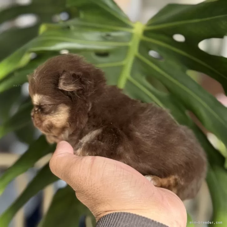 ポメチワ(チワワ×ポメラニアン)【静岡県・女の子・2025年11月10日