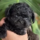 チワプー(トイプードル×チワワ)【静岡県・女の子・2025年10月13日・ブラック】の写真4