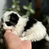 チワマル(チワワ×マルチーズ)【静岡県・女の子・2025年10月12日・ホワイト&ブラック】の写真4