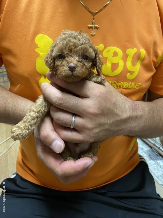 ID：2010-01592の子犬