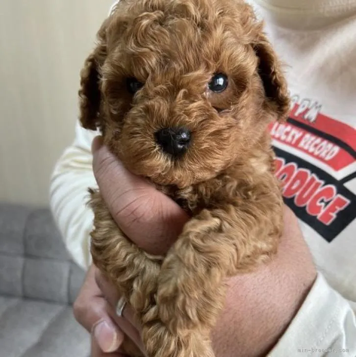 ID：2212-00447の子犬