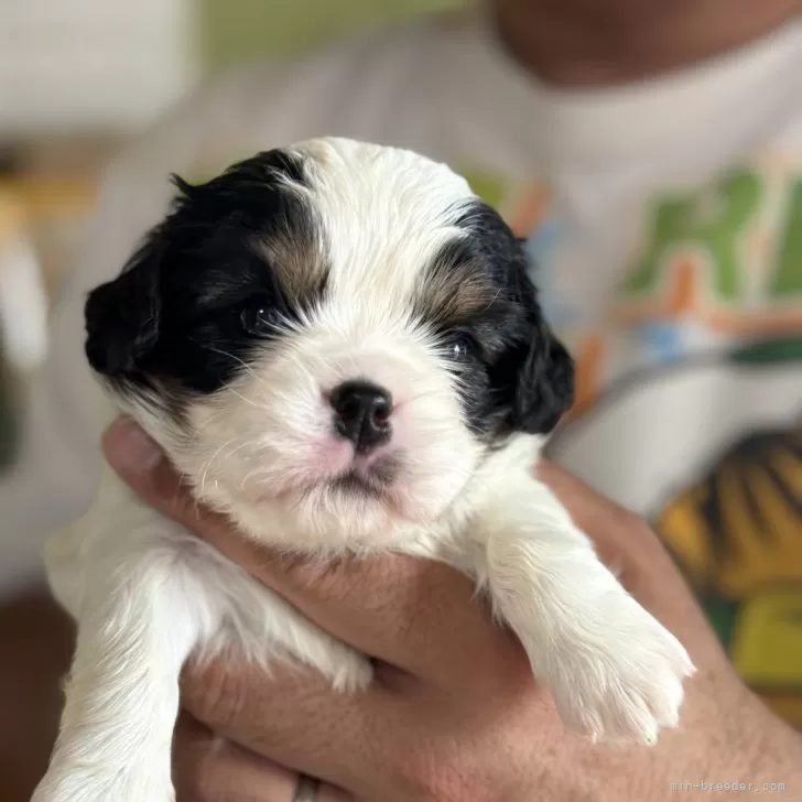 ID:2406-01681の子犬
