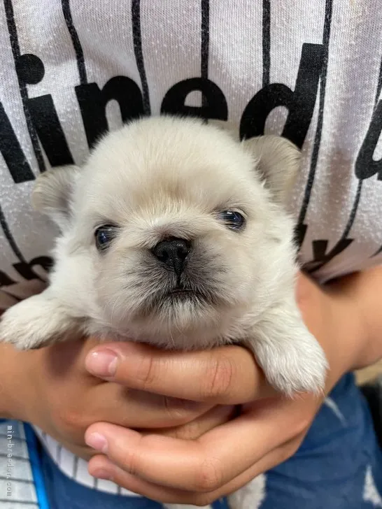 ID:2005-02389の子犬