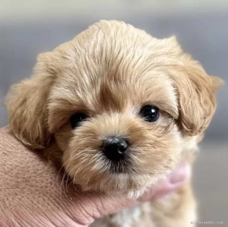 ID:2409-00883の子犬