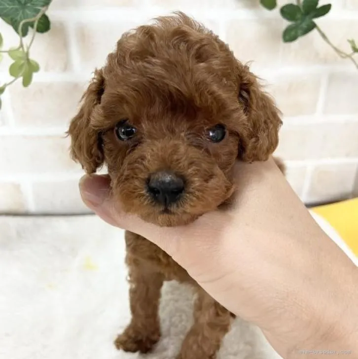ID：2208-02473の子犬