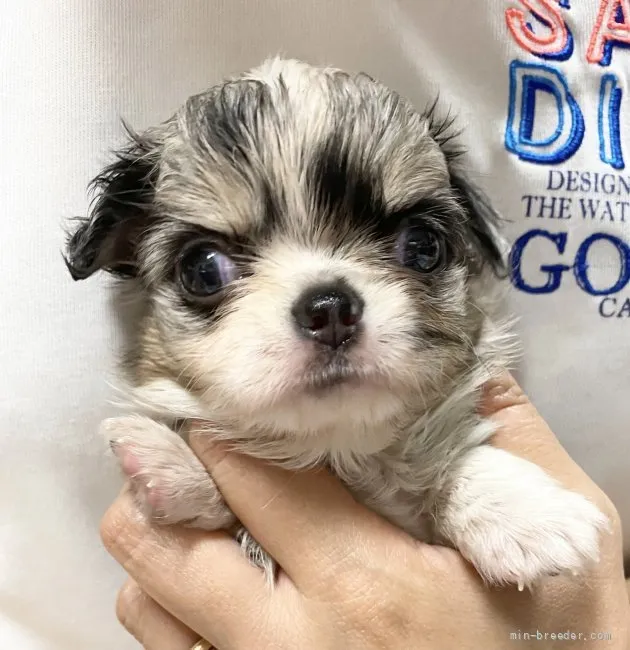 ID：2109-02399の子犬