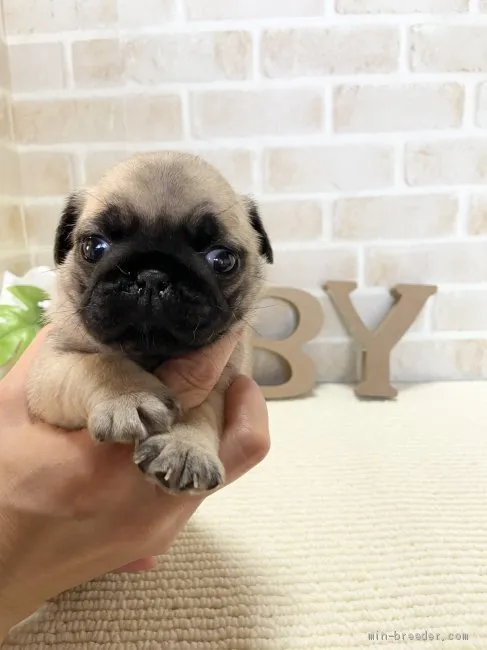 ID：2106-01032の子犬