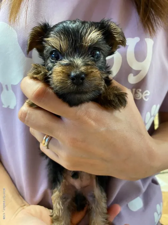 ID：2007-02555の子犬