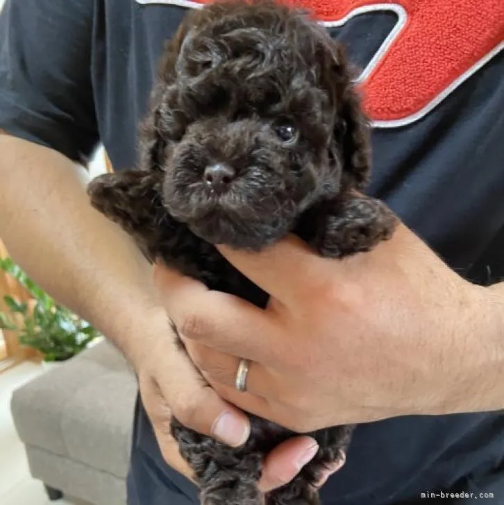 ID：2209-02115の子犬