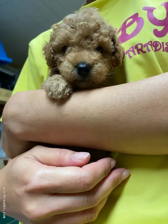 ID:2009-03605の子犬