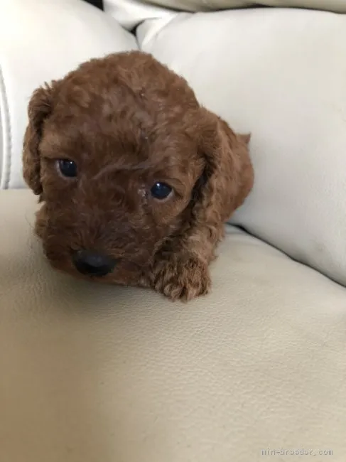 ハノン 様のお迎えした子犬