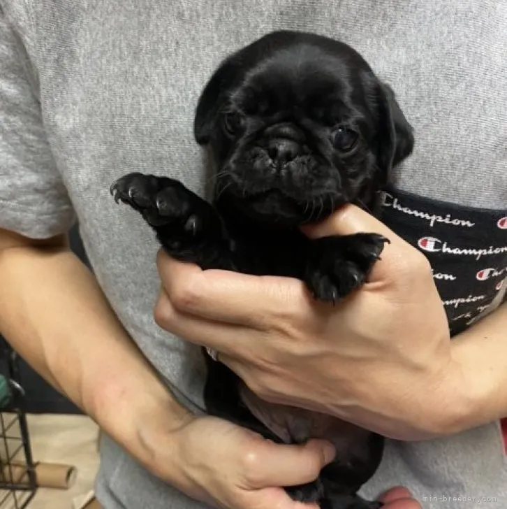 ID:2309-02401の子犬