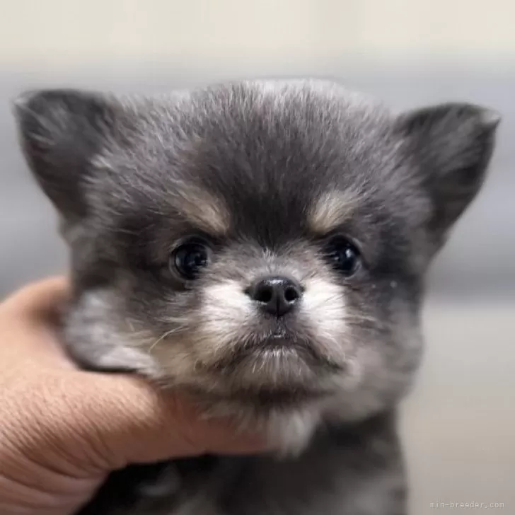ID：2410-03594の子犬