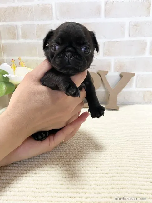 ID:2106-01025の子犬