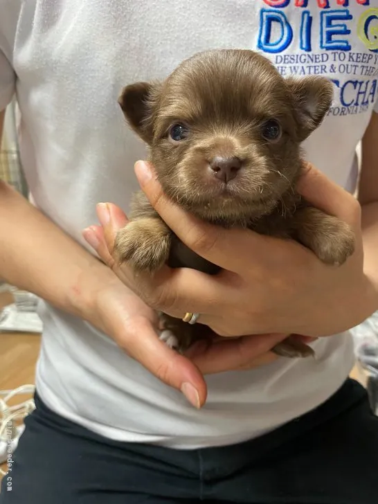ID：2005-02386の子犬