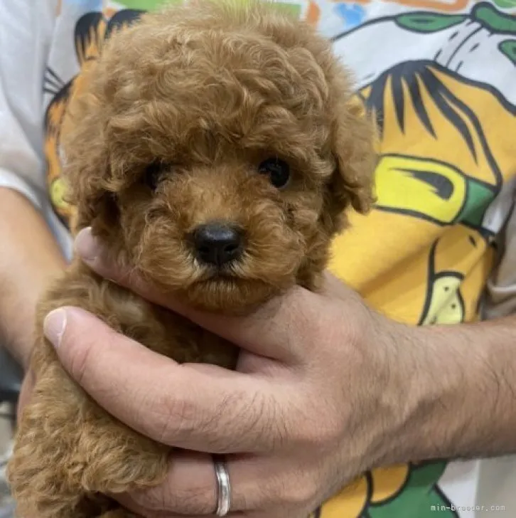 ID：2310-00641の子犬