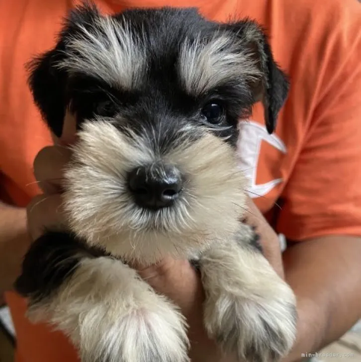 ID:2308-00820の子犬