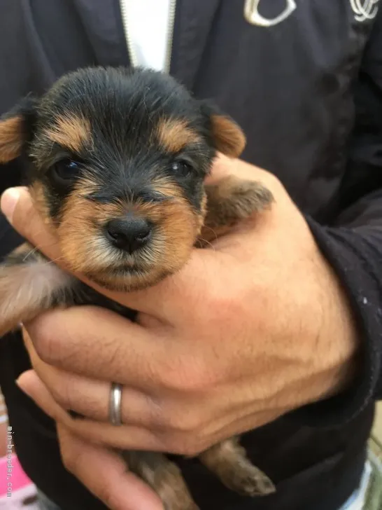 ID：2002-01599の子犬