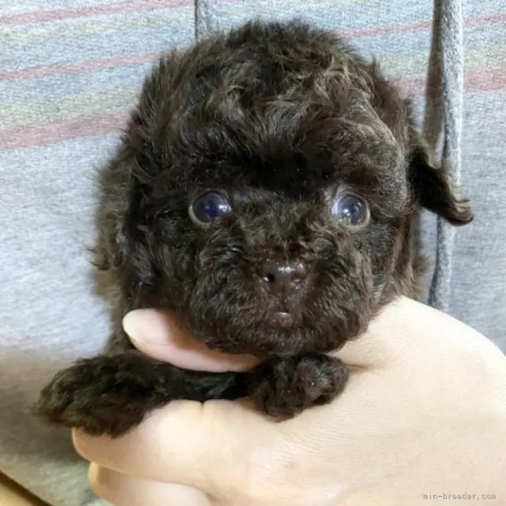 ID:2304-02691の子犬