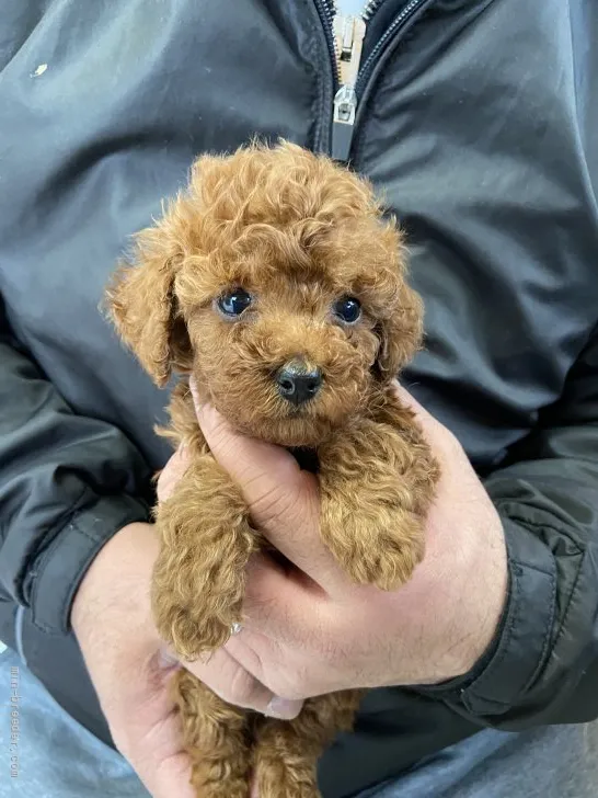 ID:2201-04439の子犬