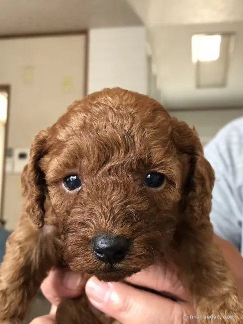 マイケル 様のお迎えした子犬