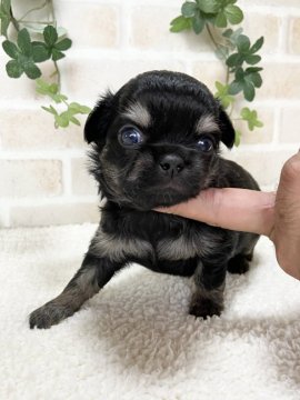 チワワ(ロング)【静岡県・男の子・2021年7月11日・ブラックタン】の写真「お鼻の短い子です。」