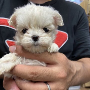 マルチーズ【静岡県・女の子・2023年6月30日・ホワイト】の写真「小さな女の子。」