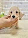 ミニチュアダックスフンド(ロング)【静岡県・男の子・2021年5月2日・イエロー】の写真1