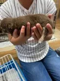 チワワ(ロング)【静岡県・男の子・2020年4月25日・チョコタン】の写真2