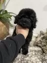 トイプードル(トイ)【滋賀県・男の子・2025年8月2日・ブラック】の写真7