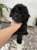 トイプードル(トイ)【滋賀県・男の子・2025年8月2日・ブラック】の写真6