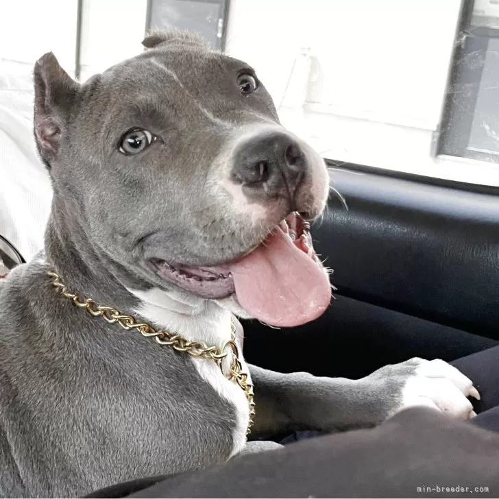 ID:2503-00883の子犬