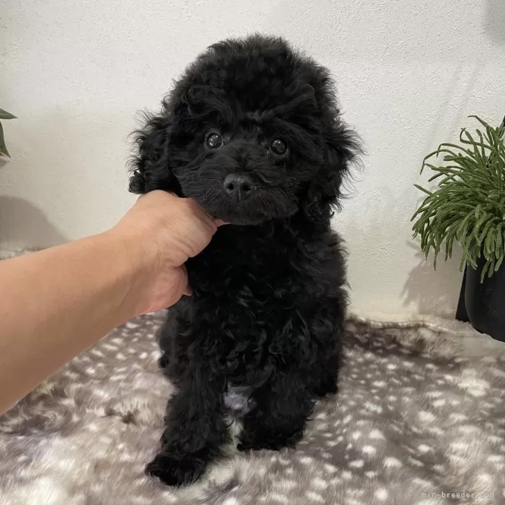 トイプードル(トイ)【滋賀県・男の子・2025年8月2日・ブラック】の写真1「ブラックの可愛い男の子🧢」