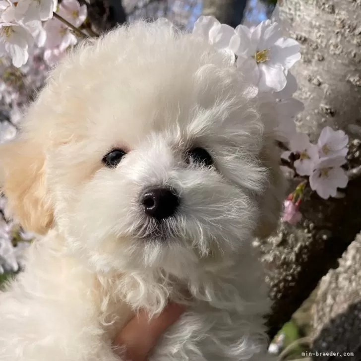 ID:2502-05525の子犬