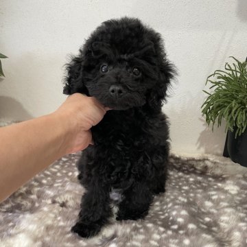 トイプードル(トイ)【滋賀県・男の子・2025年8月2日・ブラック】の写真「毛量豊富なほんわか男の子✨抱っこ大好き💕」