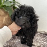 トイプードル(タイニー)
