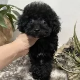 タイニープードル