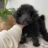 タイニープードル【滋賀県・男の子・2025年8月22日・ブラック】の写真2「ハーフっぽ🖤」
