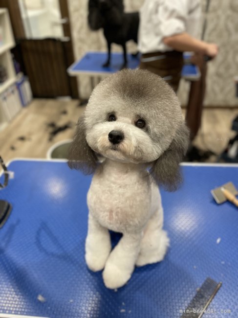 トイプードル(トイ)【・女の子・2023年9月9日・シルバーパーティー】