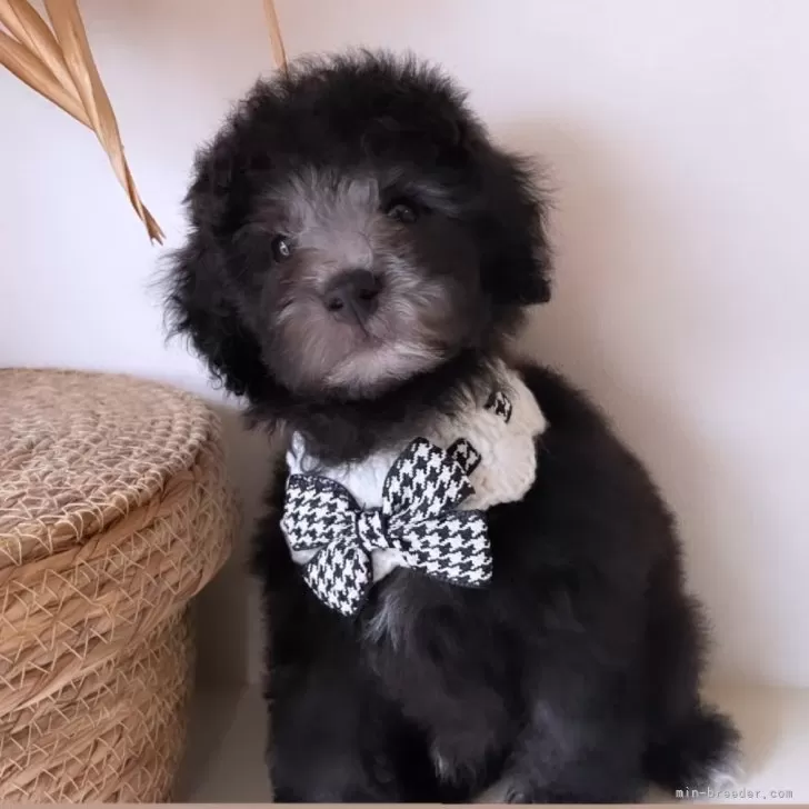 ID:2405-05476の子犬