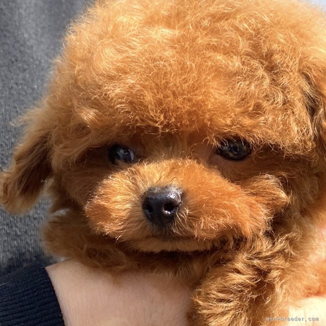 飛鷹　祐樹(ひだか　ゆうき)ブリーダー(香川県・トイプードルなど・JKC登録)の紹介写真4