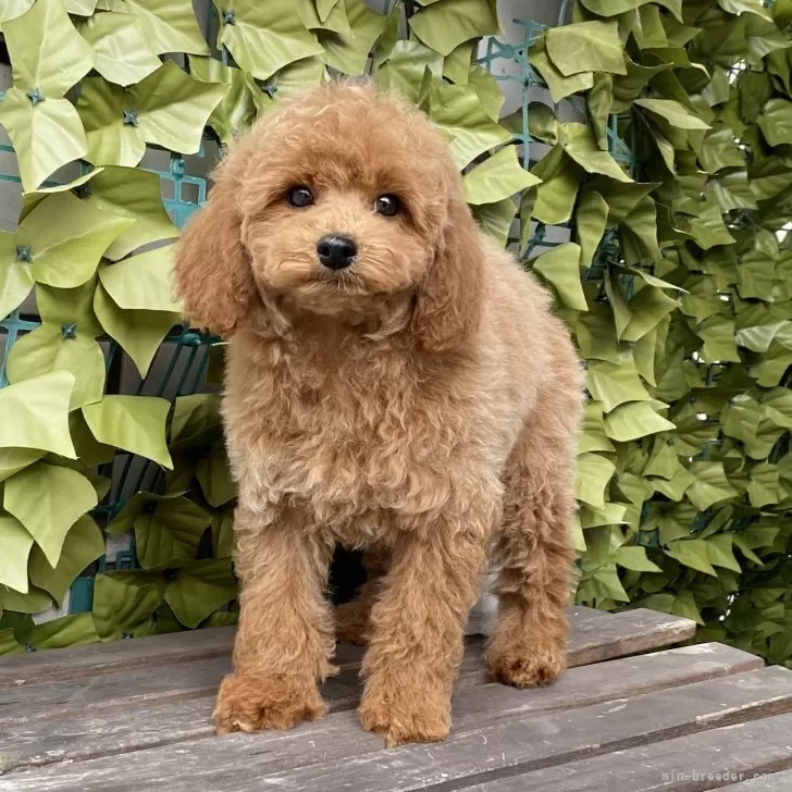 ぺこぺこ 様のお迎えした子犬