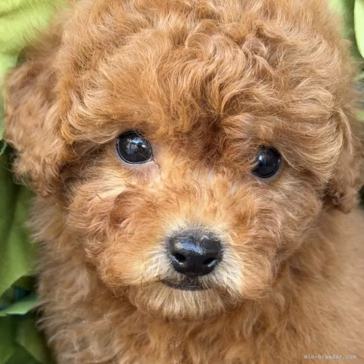 トイプードル【香川県・女の子・2025年12月22日・レッド】マズル太め