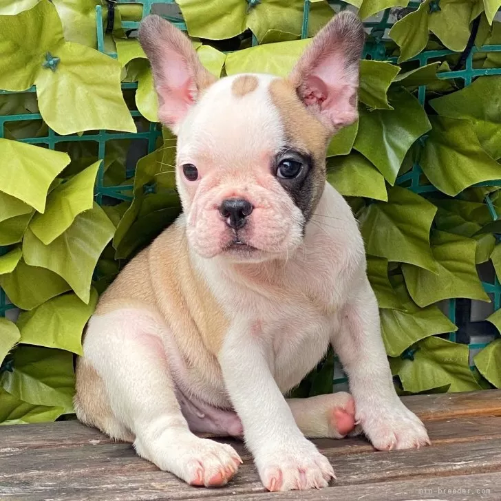 あんな 様のお迎えした子犬
