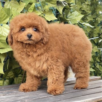 トイプードル(トイ)【香川県・男の子・2025年1月8日・レッド】の写真「GW前セール♪超絶毛量@カード払いOK」