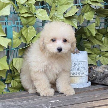 トイプードル(トイ)【香川県・男の子・2024年11月1日・アプリコット】の写真「ハンサムなお顔の男の子♪カード決済OK」